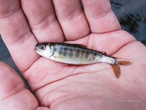 Native Trout Fly Fishing