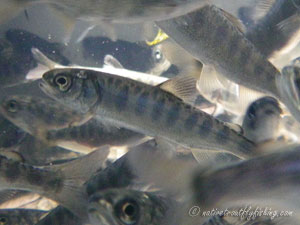 Native Trout Fly Fishing