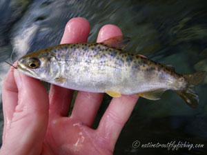 Native Trout Fly Fishing