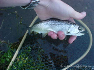 Native Trout Fly Fishing