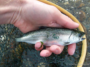 Native Trout Fly Fishing