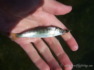 Native Trout Fly Fishing