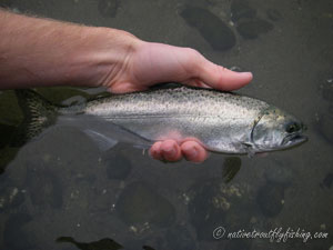 Native Trout Fly Fishing