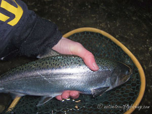 Native Trout Fly Fishing