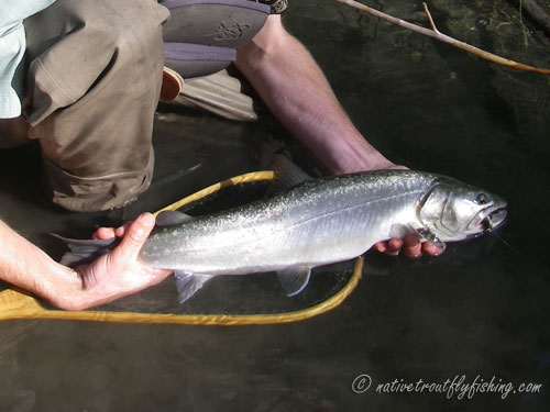 Native Trout Fly Fishing