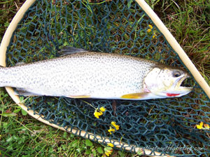 Native Trout Fly Fishing