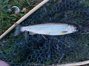 Native Trout Fly Fishing