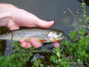 Native Trout Fly Fishing