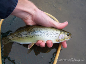 Native Trout Fly Fishing