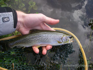 Native Trout Fly Fishing