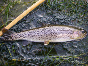 Native Trout Fly Fishing