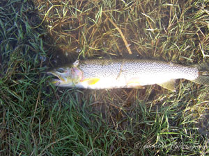 Native Trout Fly Fishing