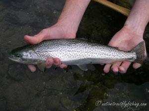 Native Trout Fly Fishing