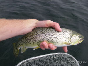 Native Trout Fly Fishing