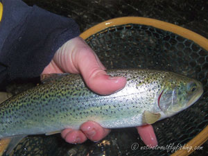 Native Trout Fly Fishing