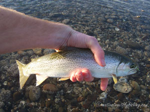 Native Trout Fly Fishing