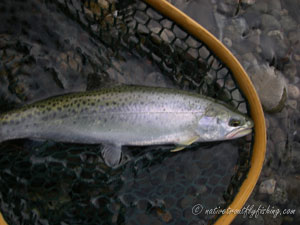 Native Trout Fly Fishing