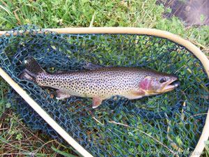 Native Trout Fly Fishing