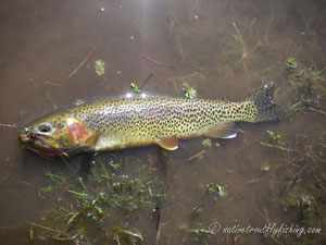 Native Trout Fly Fishing