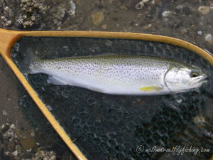 Native Trout Fly Fishing