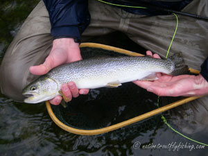 Native Trout Fly Fishing