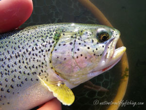 Native Trout Fly Fishing