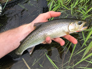 Native Trout Fly Fishing