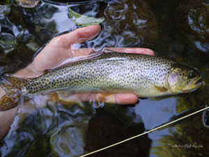 Native Trout Fly Fishing