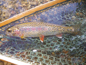 Native Trout Fly Fishing