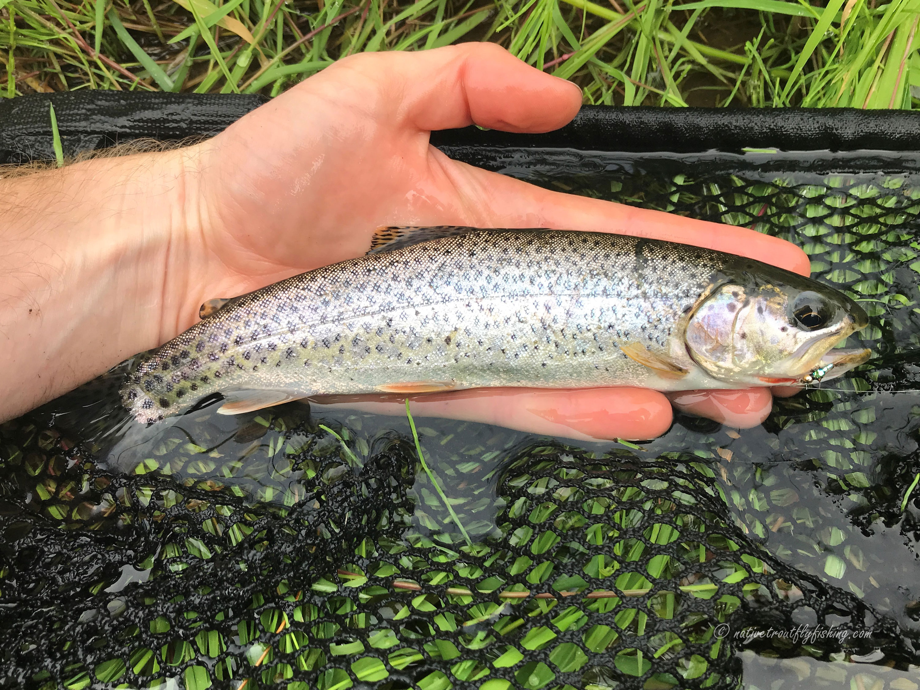 3/16oz Silver Miner Ripper VS Sea Run Cutthroat Trout