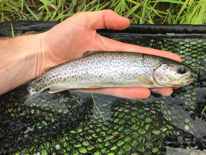 Native Trout Fly Fishing