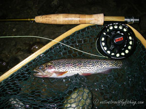 Native Trout Fly Fishing