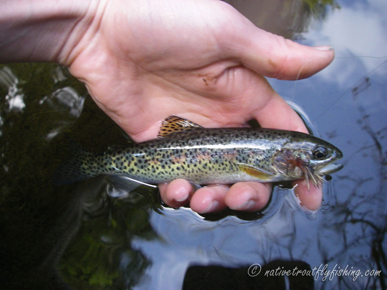 Coastal cutthroat trout (resident)