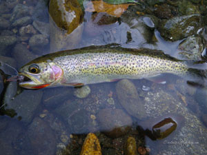 Native Trout Fly Fishing