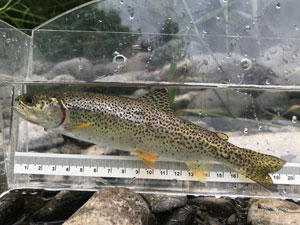 Native Trout Fly Fishing