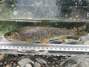 Native Trout Fly Fishing