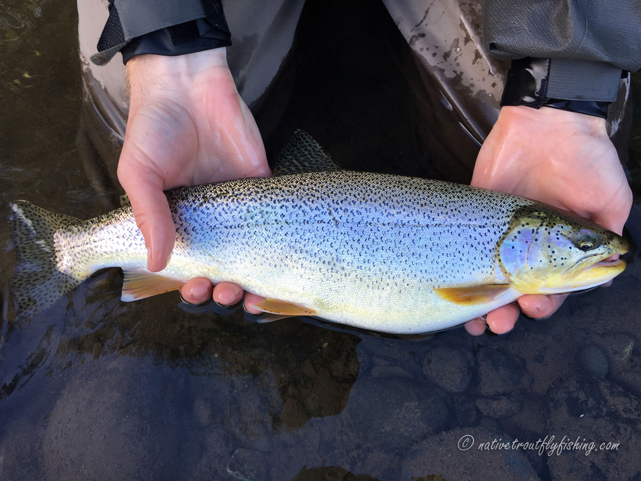 Native Trout Fly Fishing: Coastal Cutthroat Trout