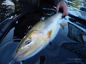 Native Trout Fly Fishing