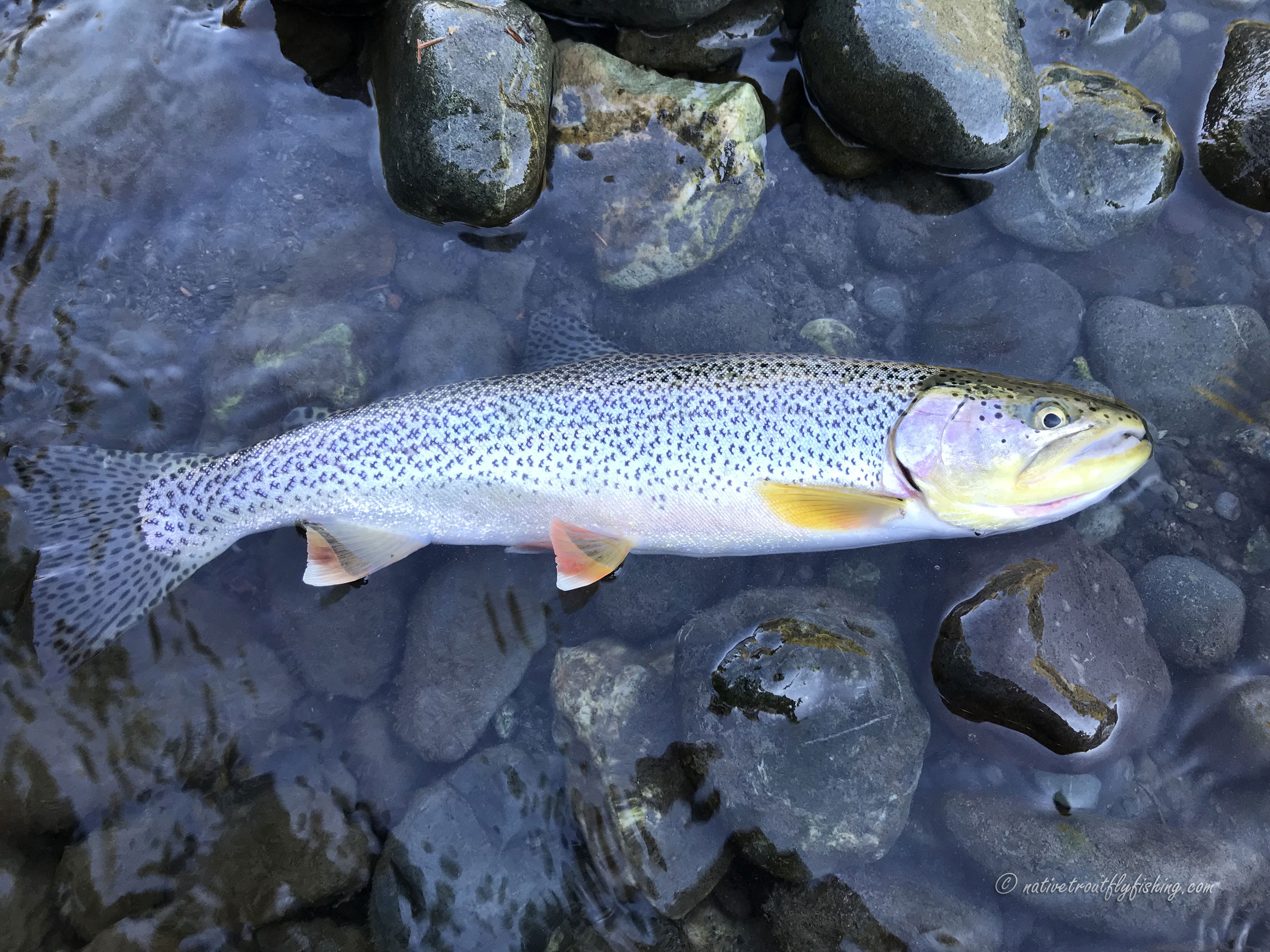 Native Trout Fly Fishing: Coastal Cutthroat Trout