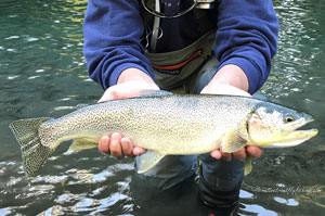 Native Trout Fly Fishing