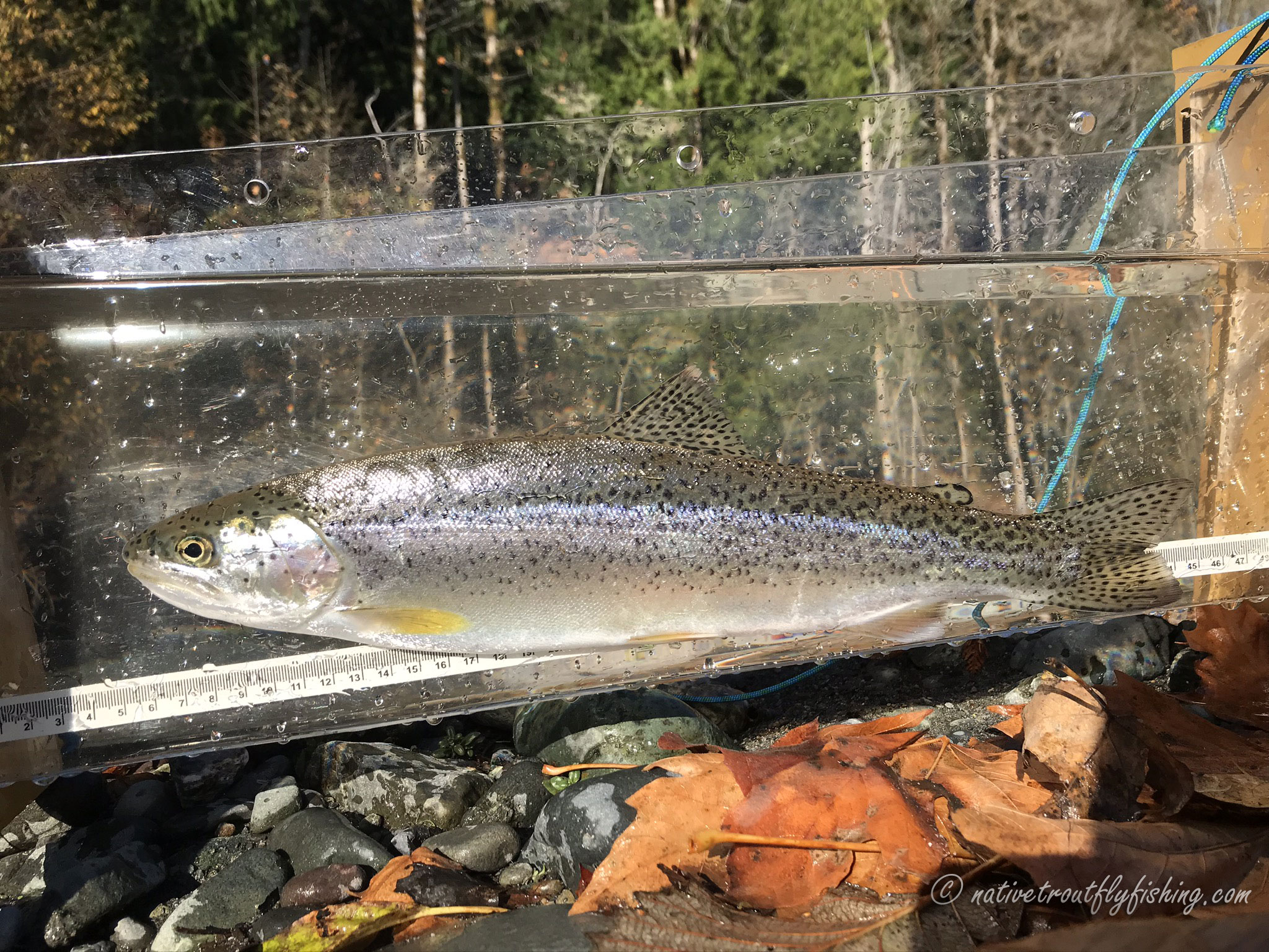 Coastal Cutthroat Trout – Oregon Conservation Strategy