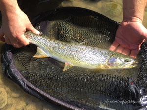 Native Trout Fly Fishing