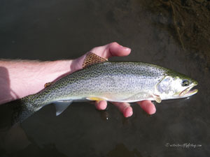 Native Trout Fly Fishing