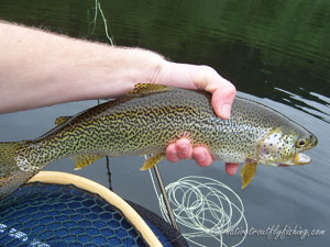 Native Trout Fly Fishing