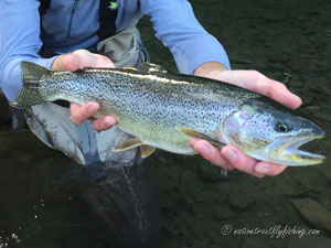 Native Trout Fly Fishing