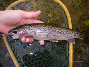 Native Trout Fly Fishing