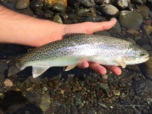 Native Trout Fly Fishing