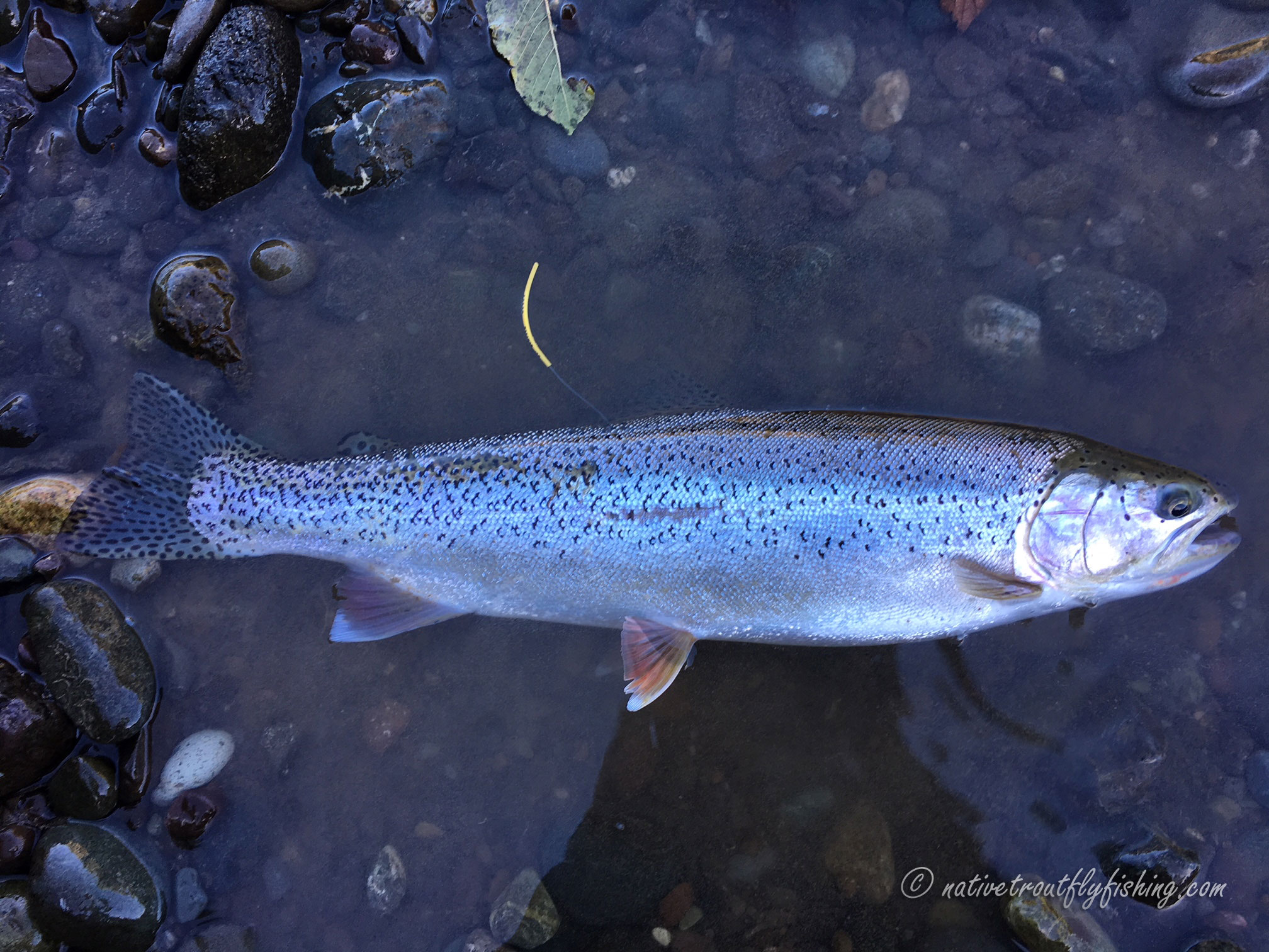 Native Trout Fly Fishing: Coastal Cutthroat Trout