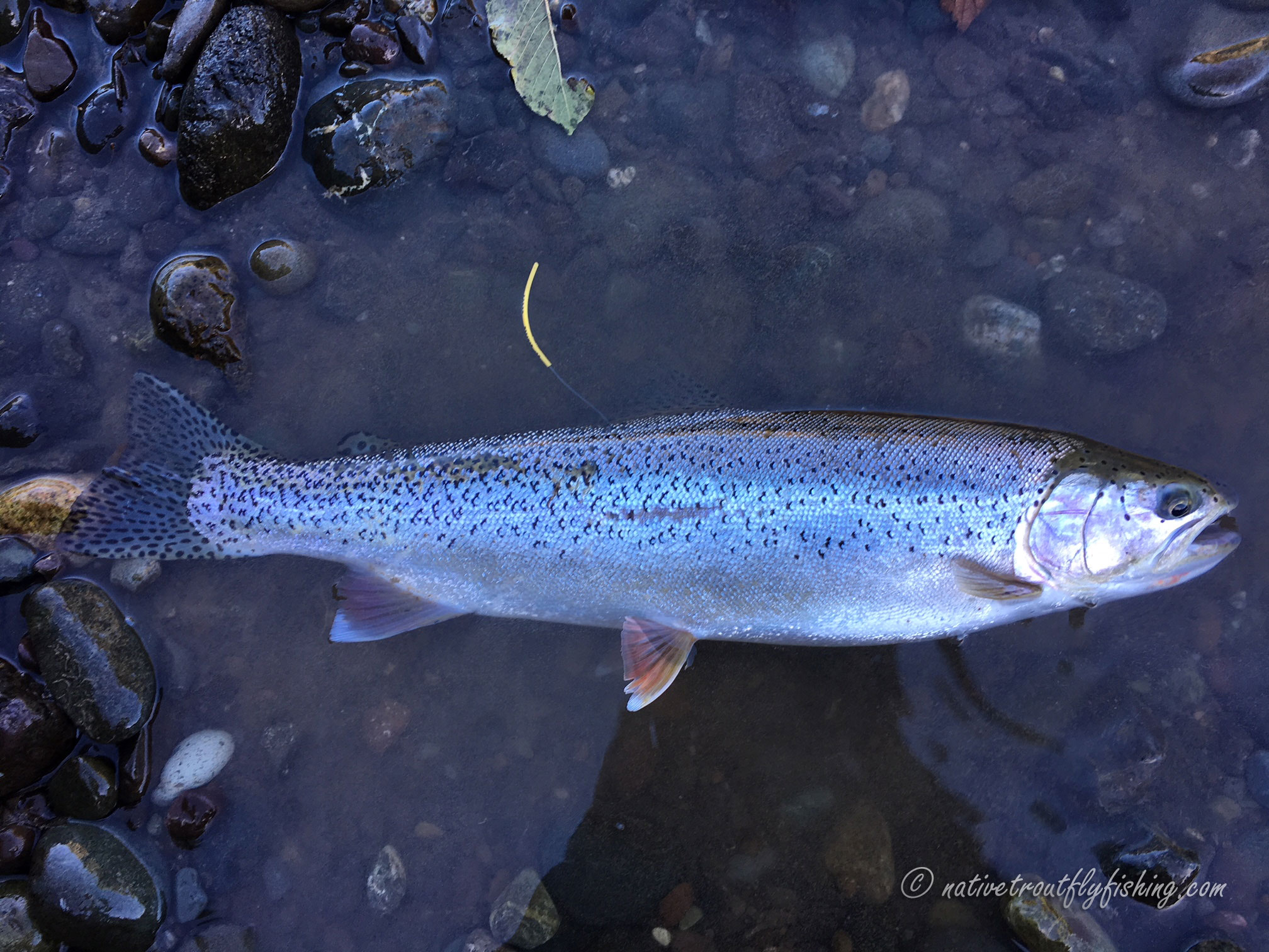 Coastal Cutthroat Trout - Glacier Bay National Park & Preserve