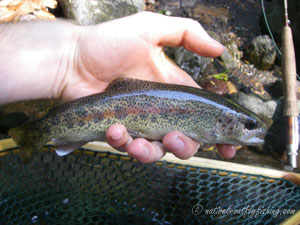 Native Trout Fly Fishing